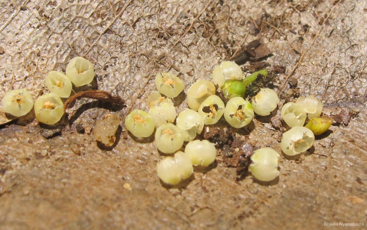 Donella lanceolata (Blume) Aubrév.